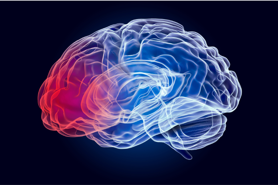 frontal lobe, brain anatomy, brain injury