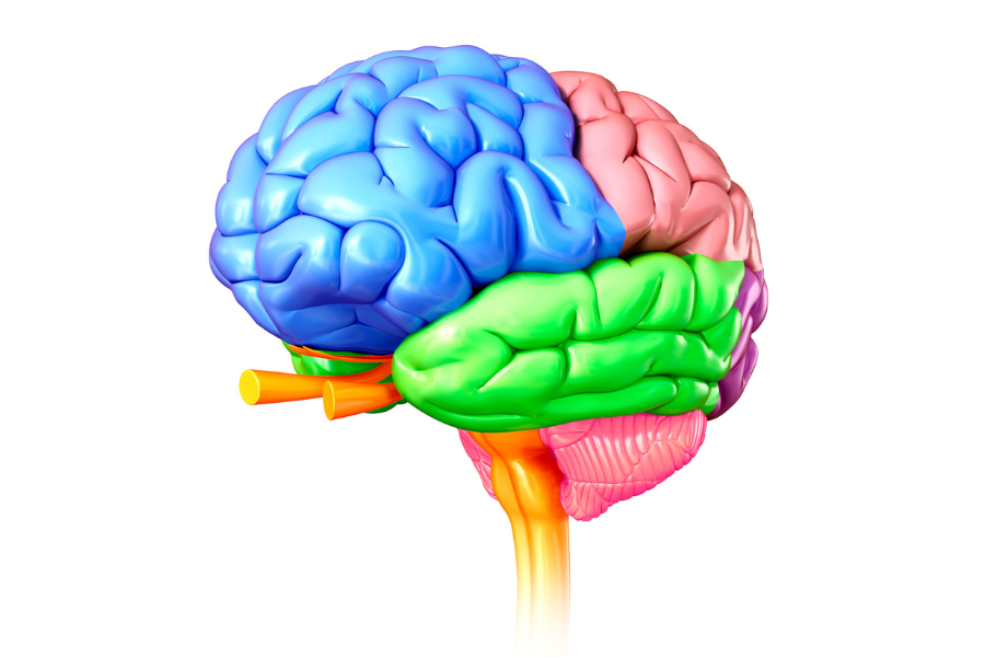 temporal lobe, brain temporal lobe